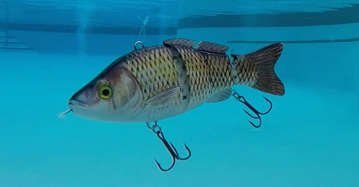 Animated Lure Shark Tank Update